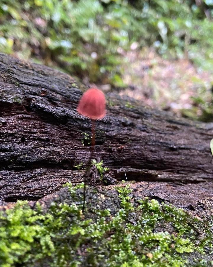 Sitio Metrópole - Refugio na natureza Piraju Esterno foto